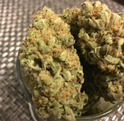 BubbleGum nasiona marihuany